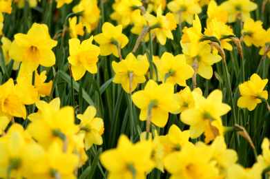 close up photography of yellow flowers