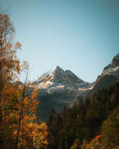 green trees and mountain