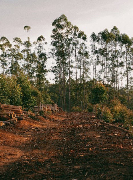 photo of unpaved road near trees
